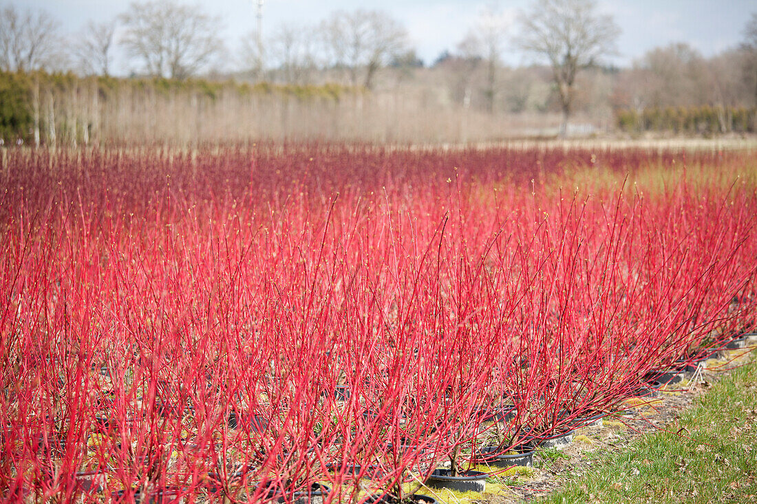 Cornus alba 'Sibirica'