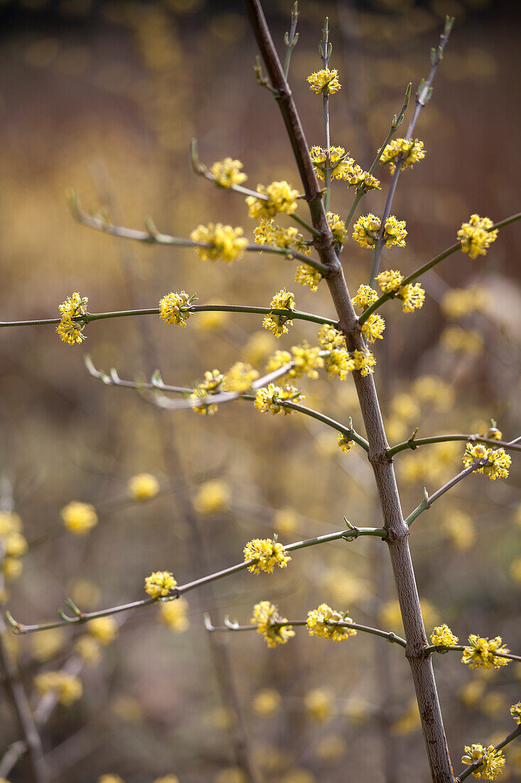 Cornus mas