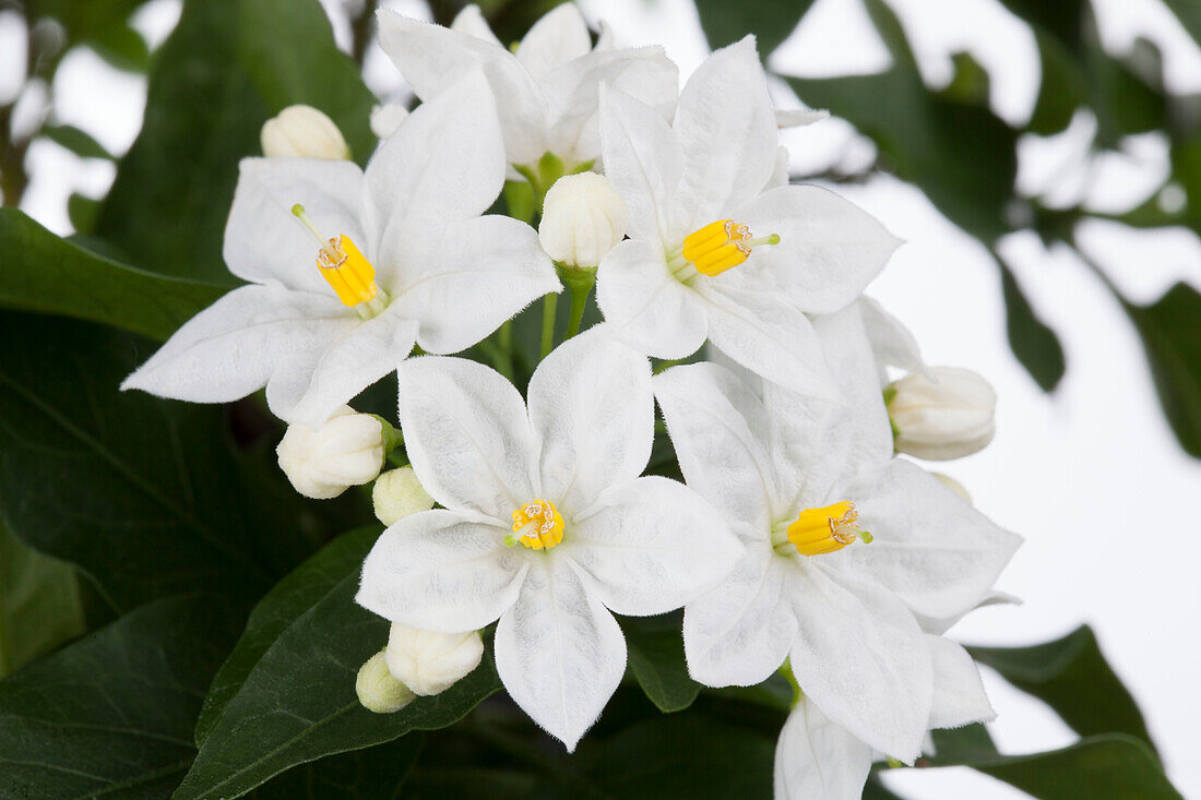 Solanum jasminoides, weiß