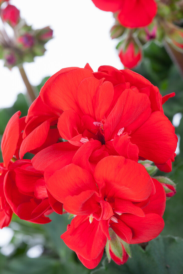 Pelargonium zonale