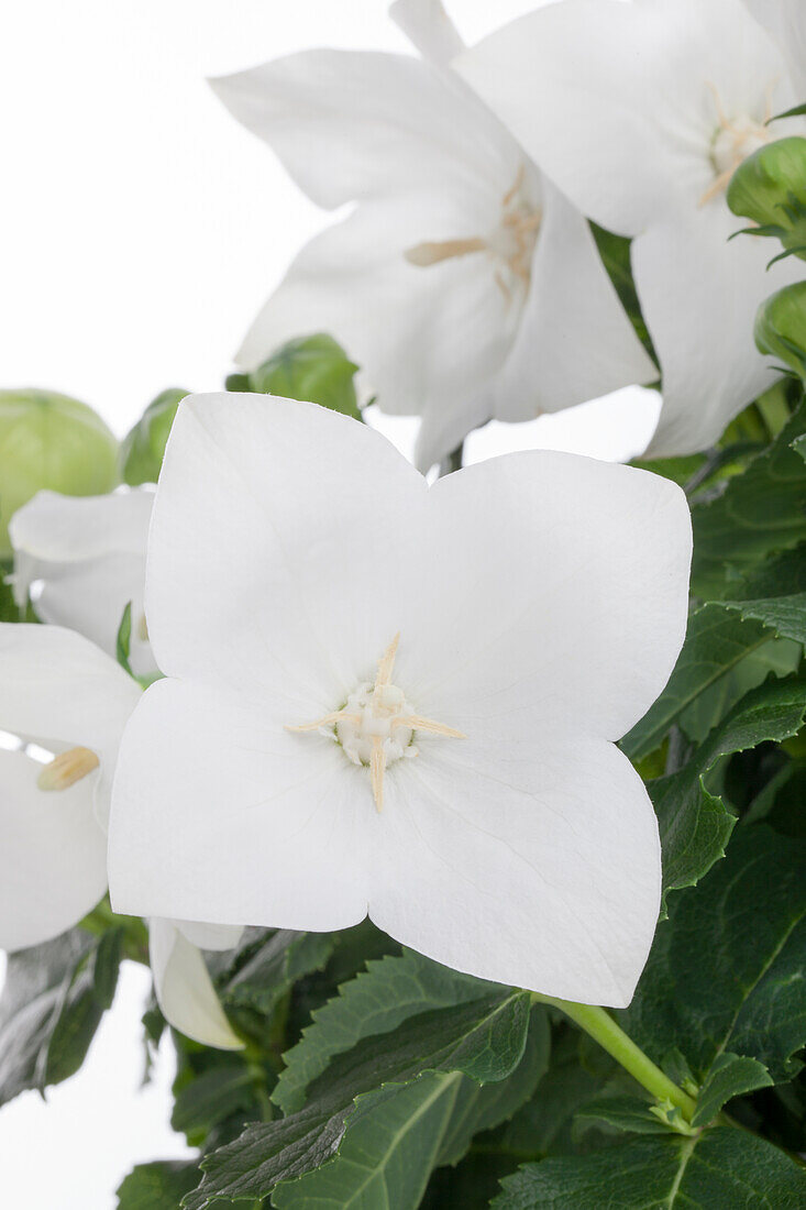 Platycodon grandiflorus 'Astra White