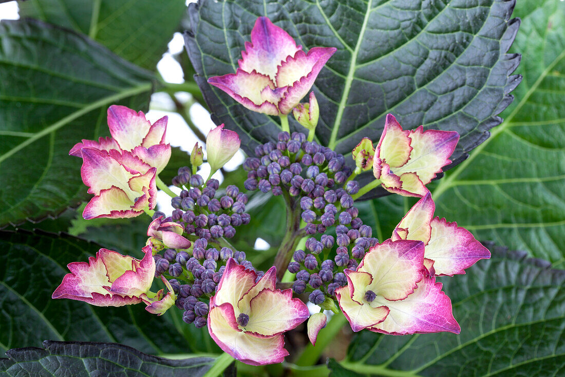 Hydrangea macrophylla 'Dark Angel® Purple'