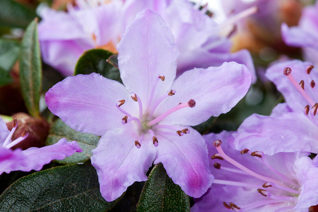 Rhododendron molle ssp. japonicum