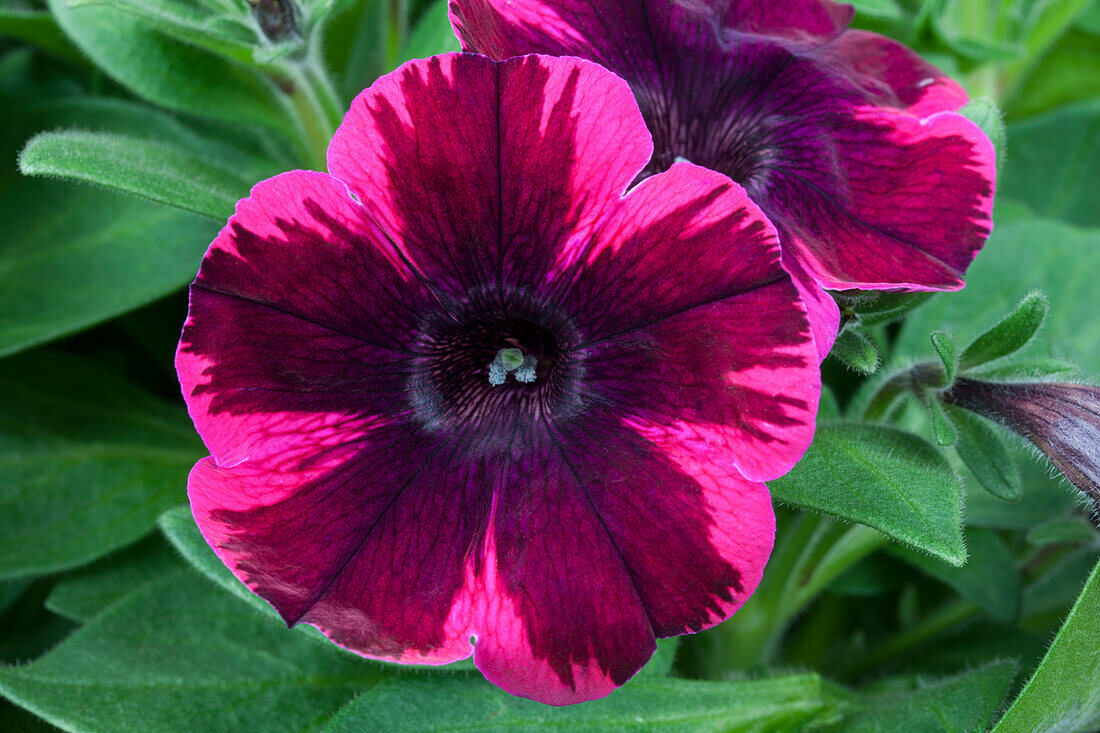 Petunia 'Sweetunia Johnny Flame'