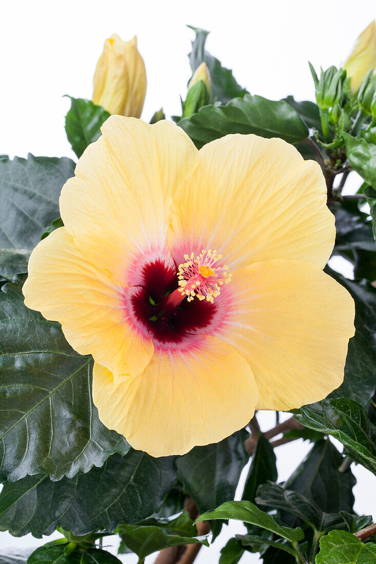 Hibiscus rosa-sinensis, yellow