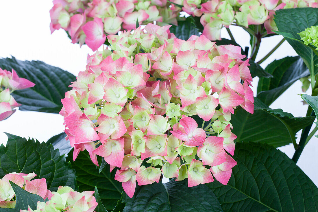 Hydrangea macrophylla 'Leuchtfeuer'