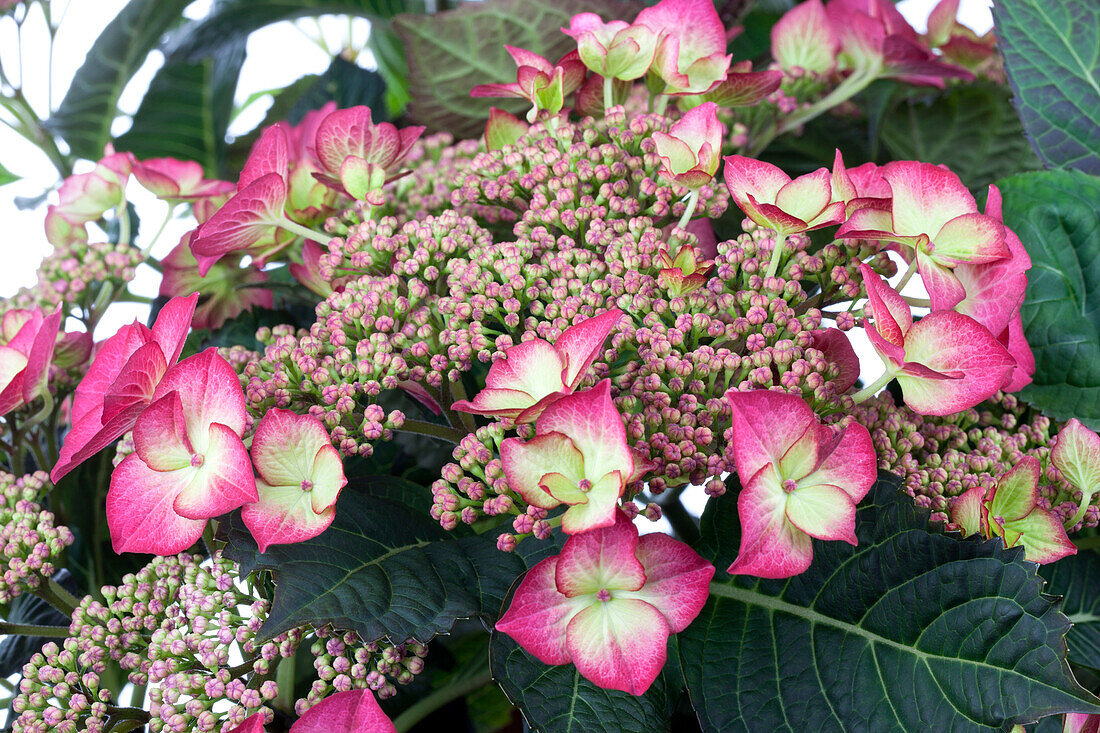 •Hydrangea macrophylla Dutch Ladies 'Sheila'