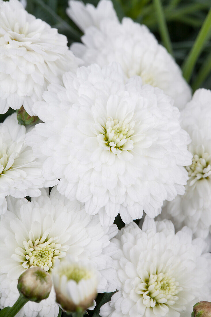 Argyranthemum