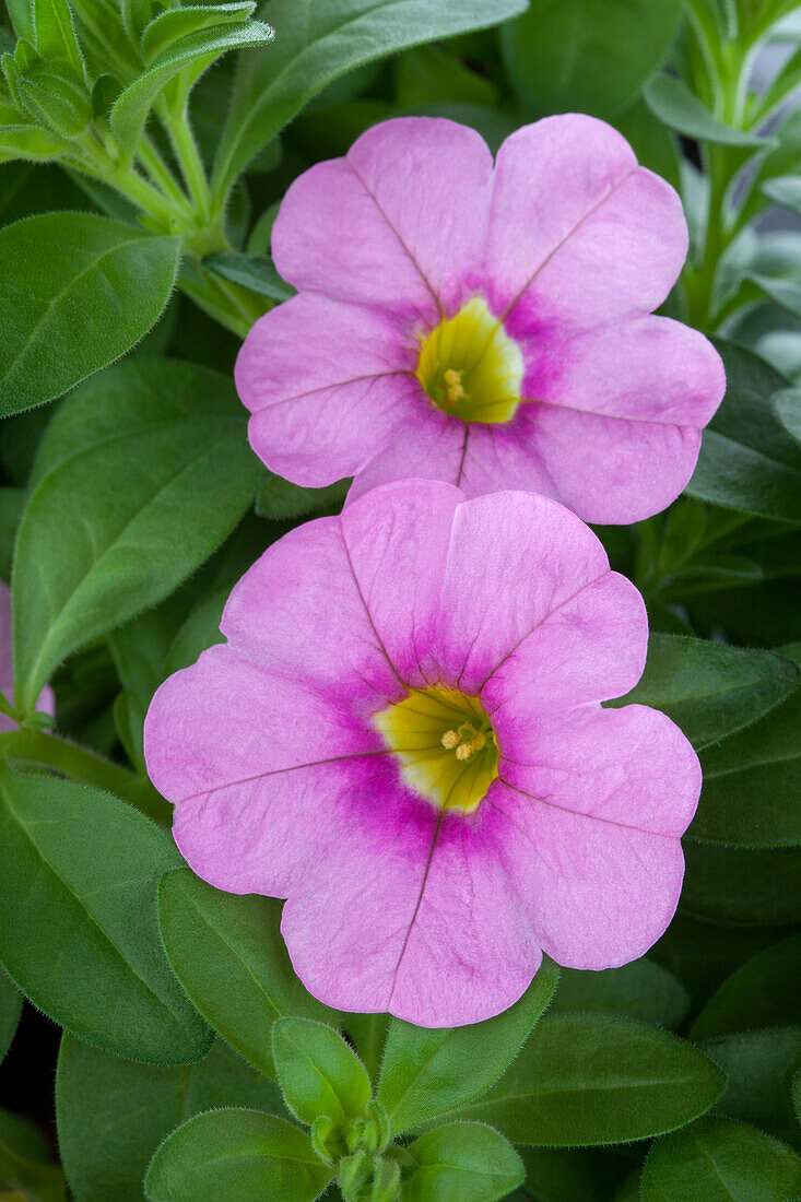 Petunia, rosa