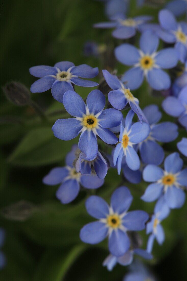 Myosotis sylvat mon ami