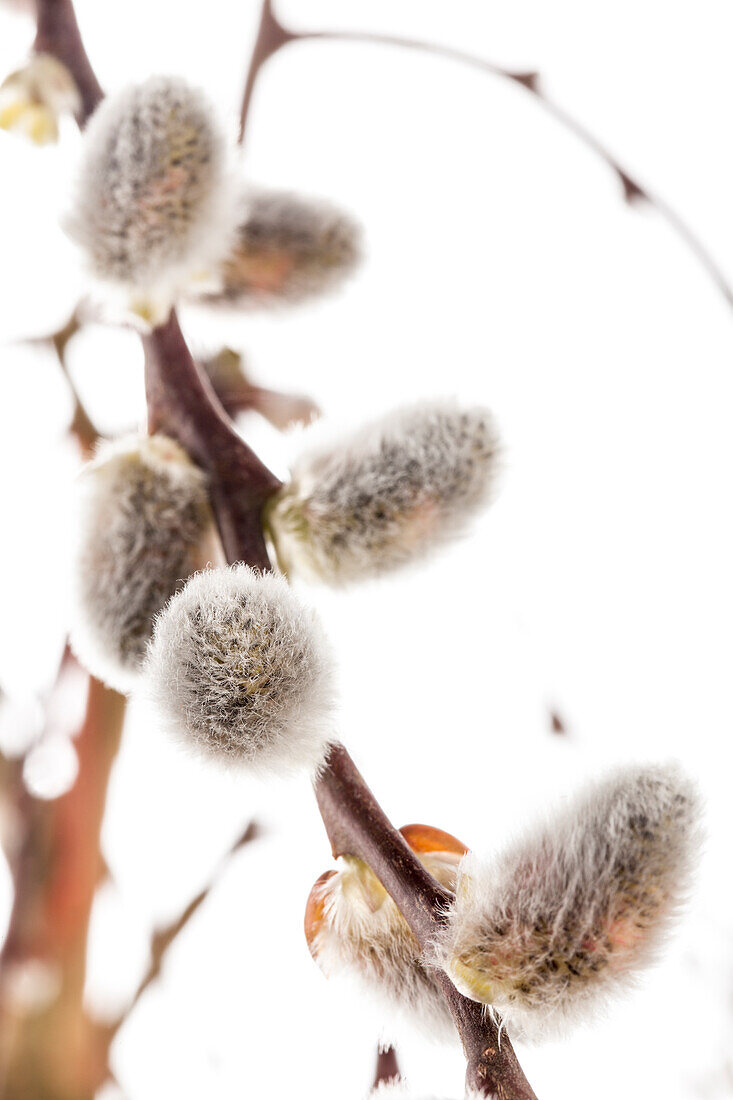 Salix caprea 'Pendula'