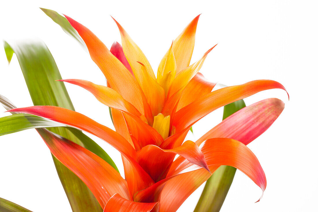 Guzmania