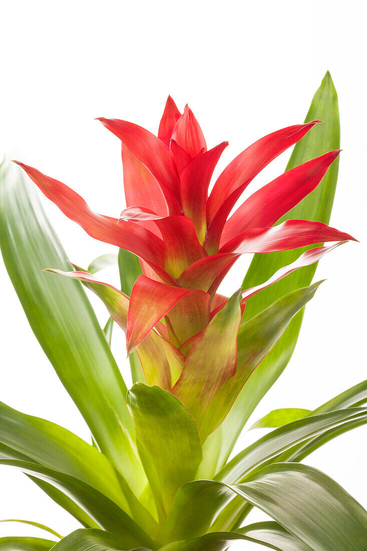 Guzmania