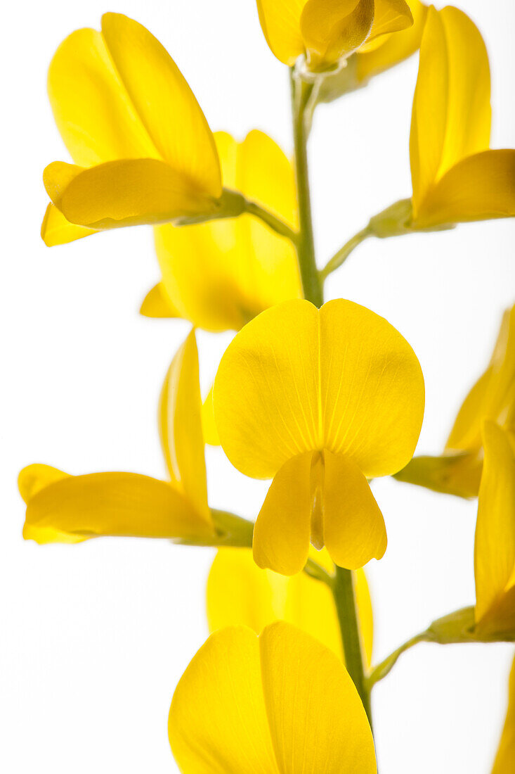 Genista