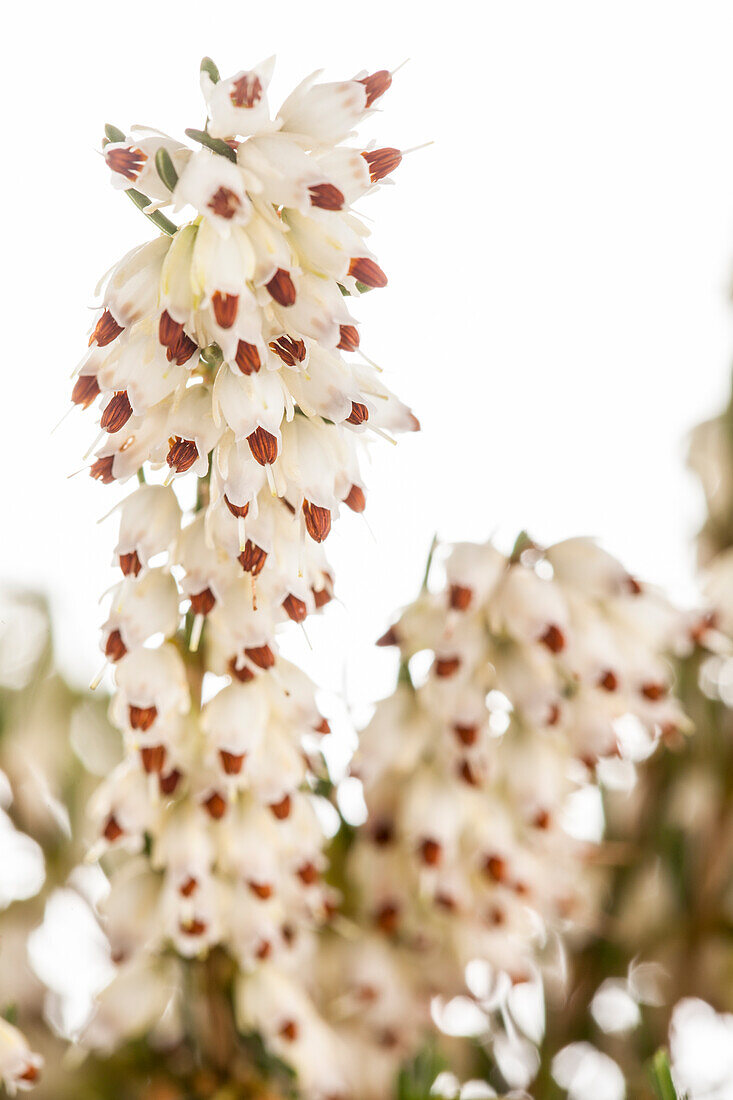 Erica darleyensis