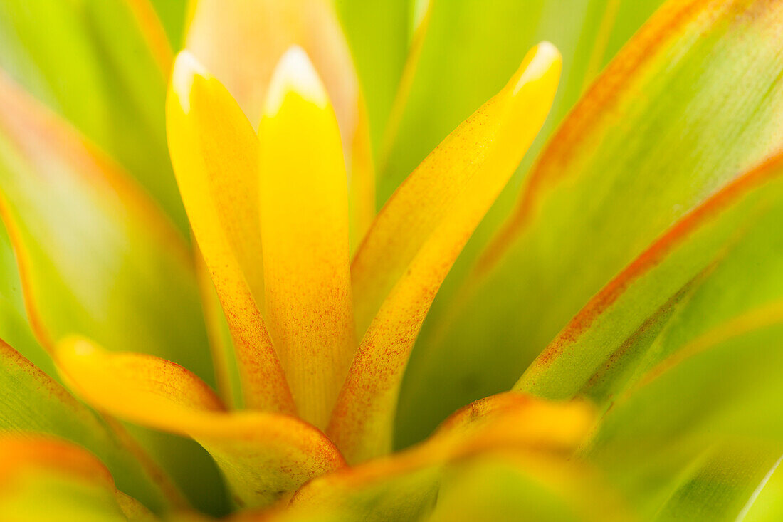 Guzmania Theresa