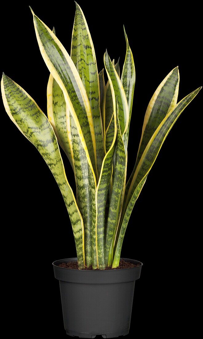 Sansevieria trifasciata var. laurentii