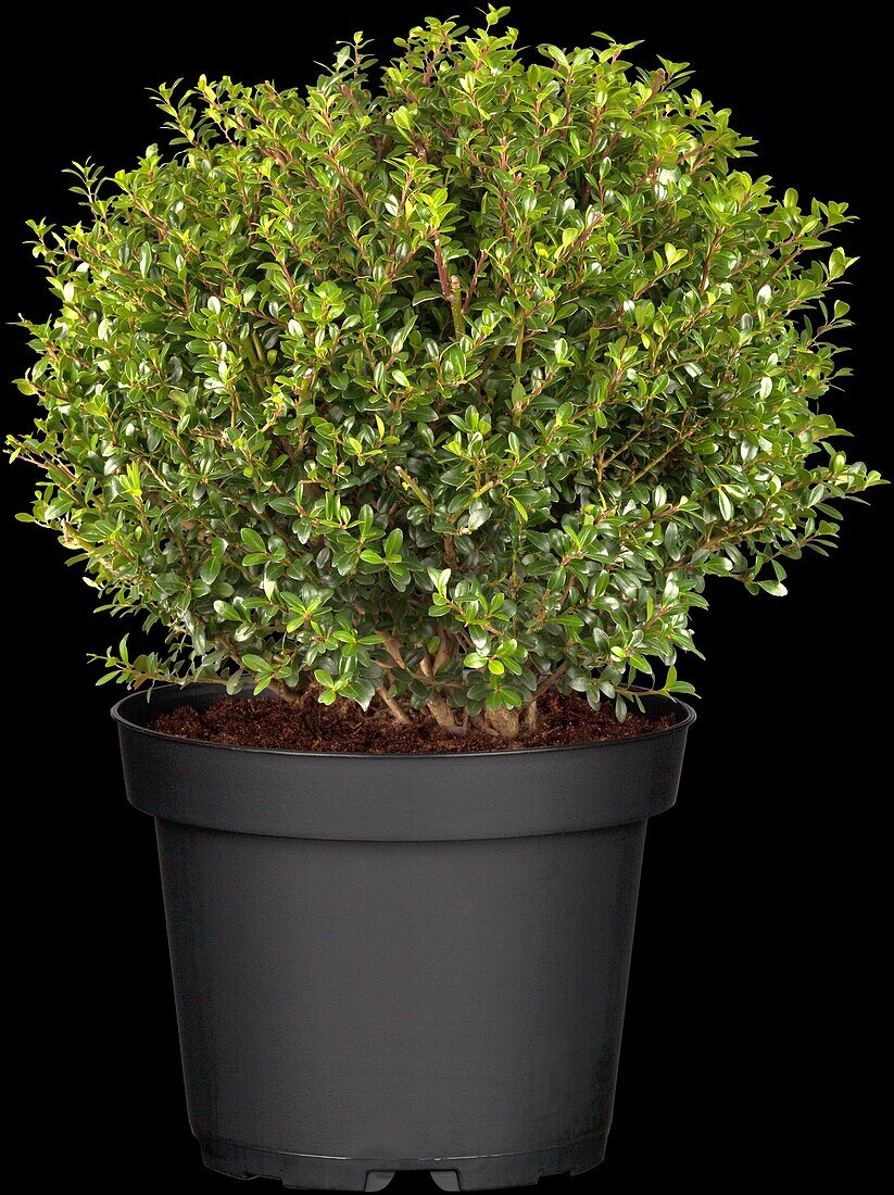 Ilex crenata 'Glorie Gem', globe globe