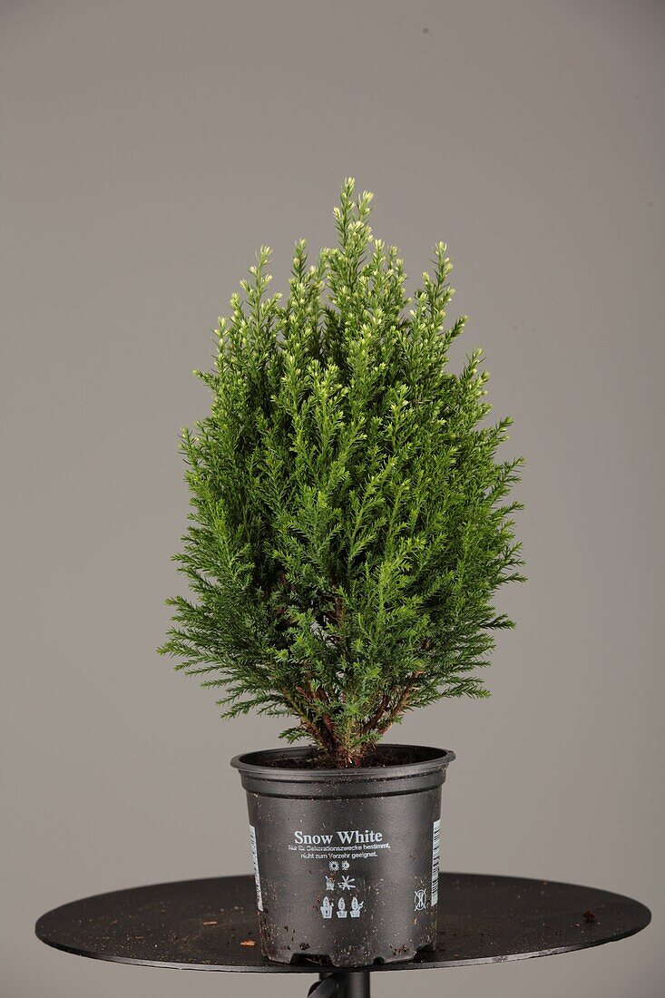 Chamaecyparis lawsoniana 'Snow White'®