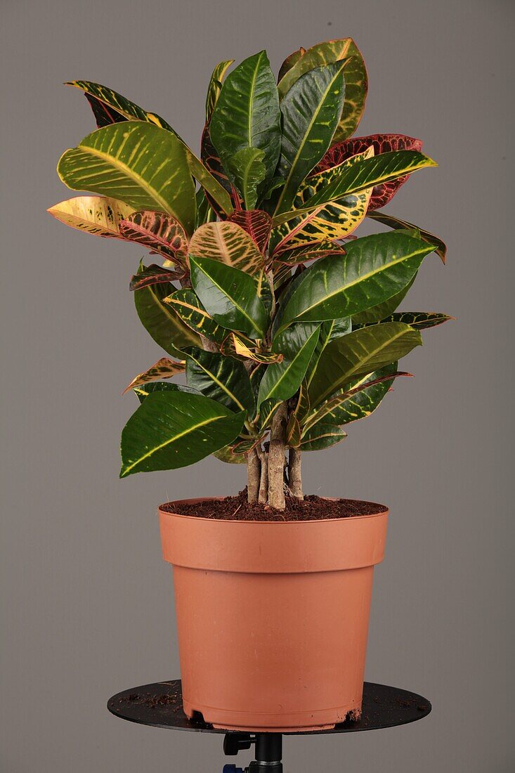 Codiaeum variegatum