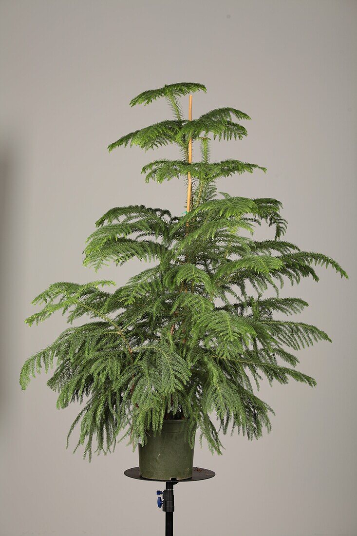 Araucaria heterophylla