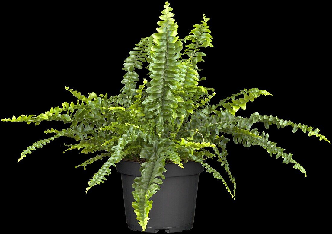 Nephrolepis exaltata Green Lady