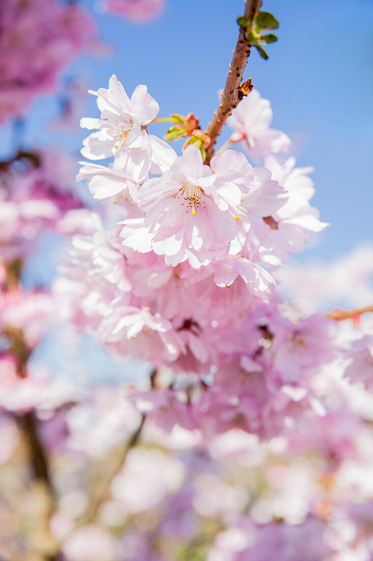 Prunus serrulata