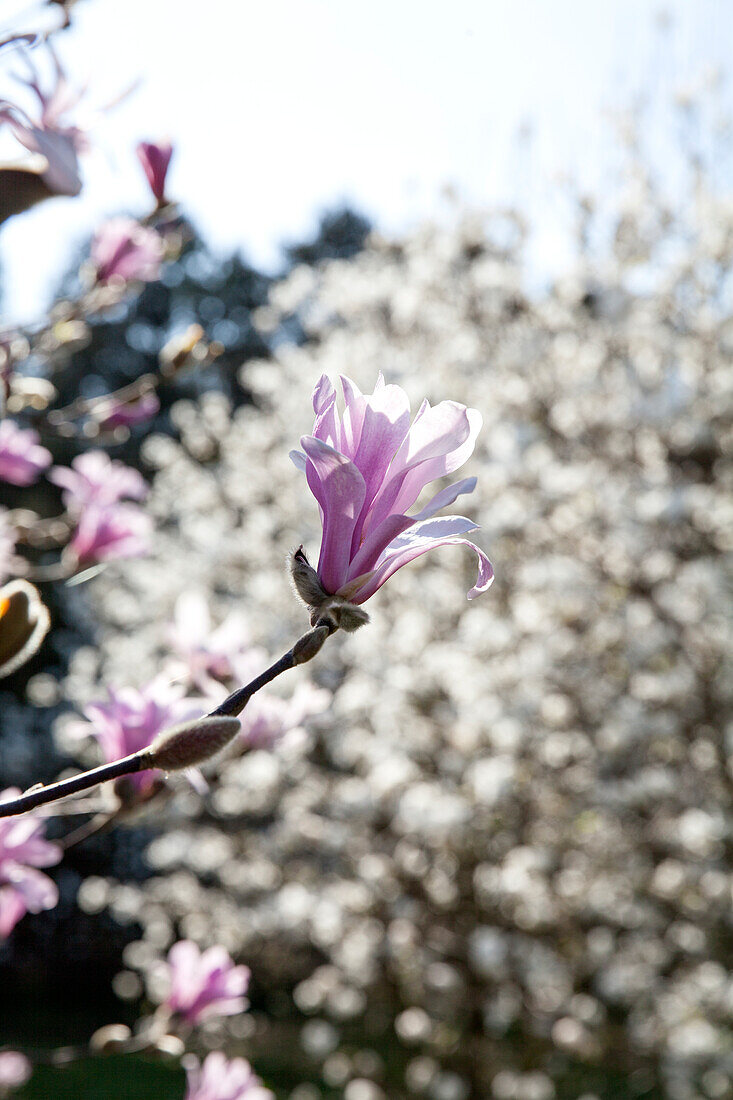 Magnolia x 'Leonard Messel' loebneri