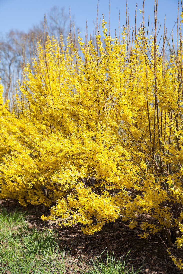 Forsythia x intermedia 'Week End'®