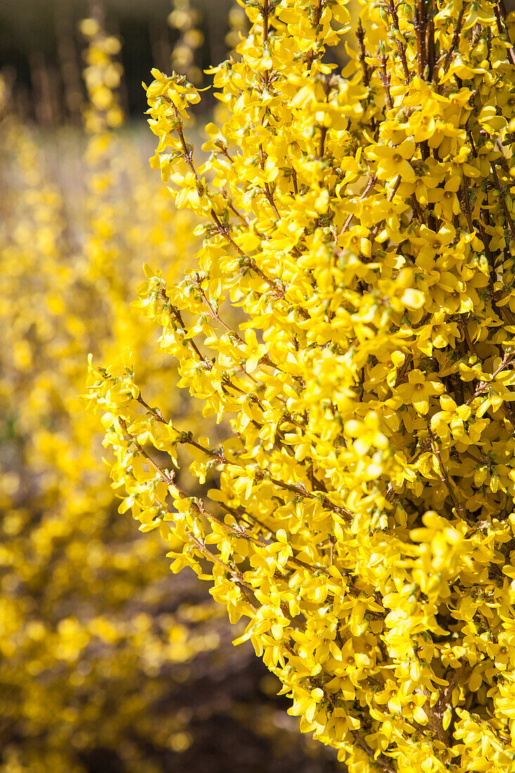 Forsythia x intermedia 'Week End'®