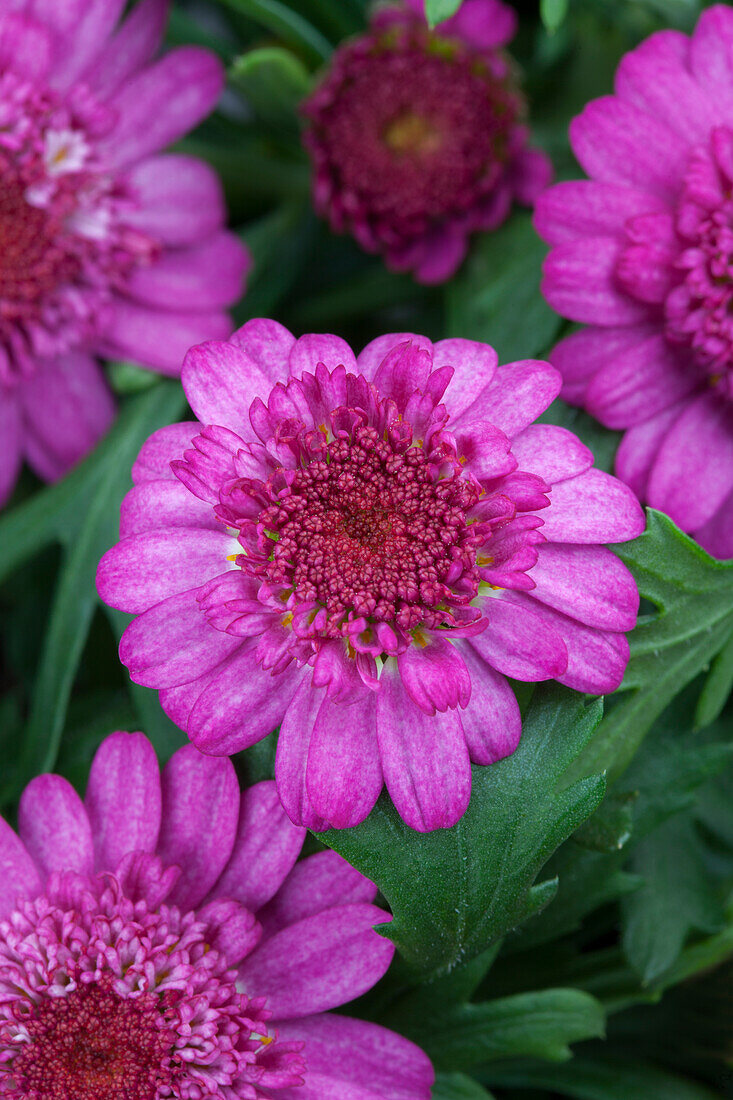 Argyranthemum frutescens