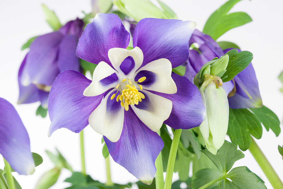 Aquilegia caerulea