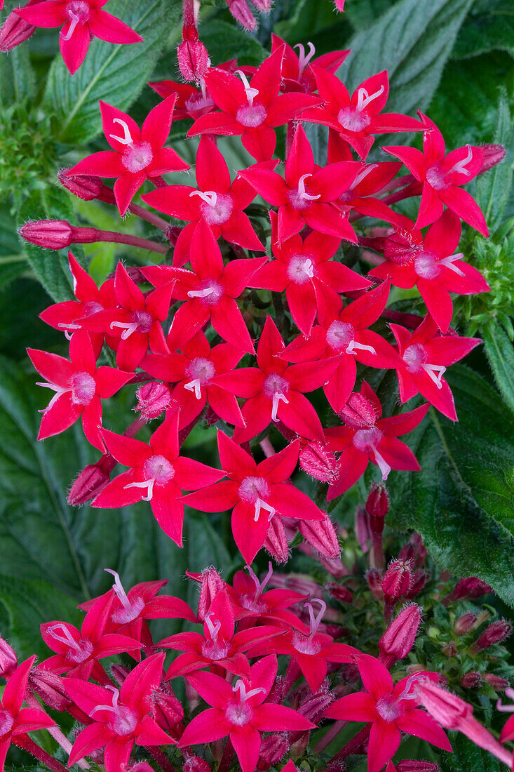 Pentas lanceolata