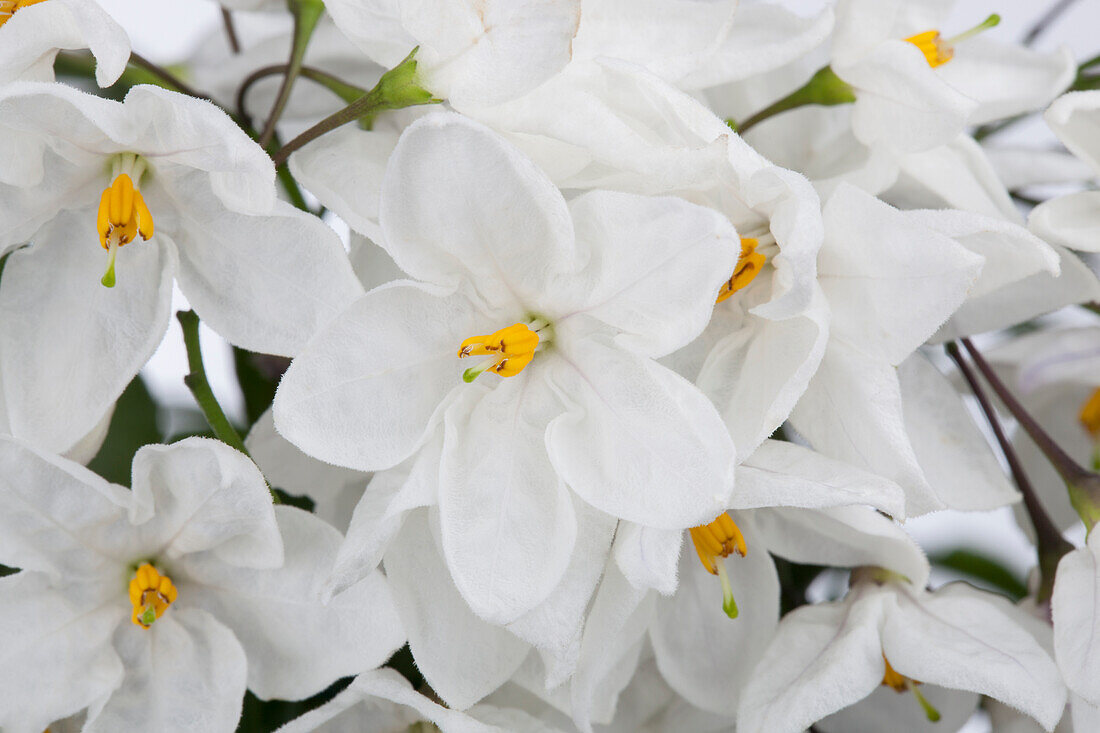 Solanum jasminoides, white