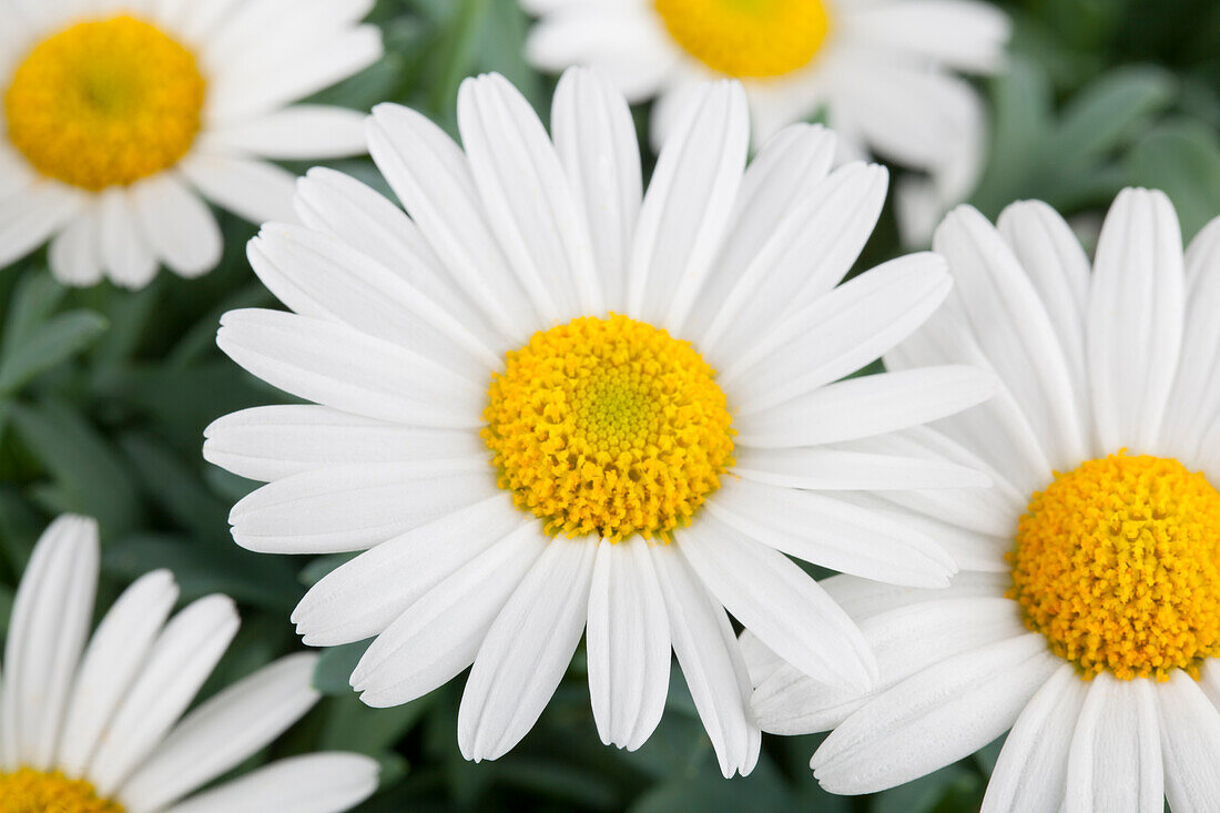 Argyranthemum frutescens