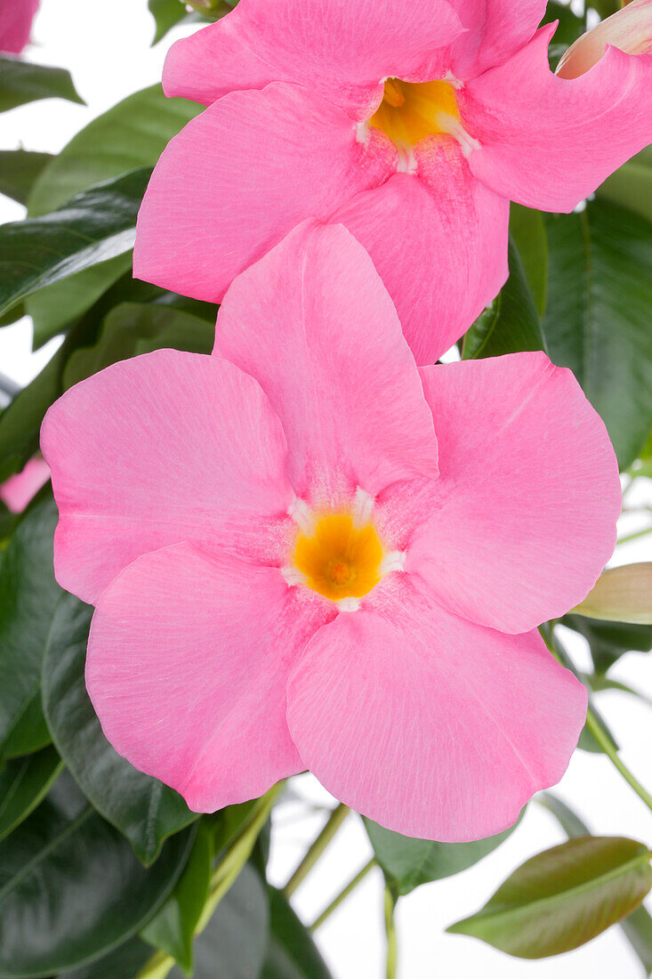 Mandevilla sanderi, pink