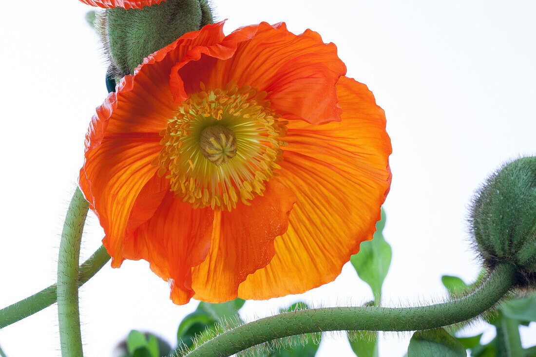 Papaver nudicaule, orange