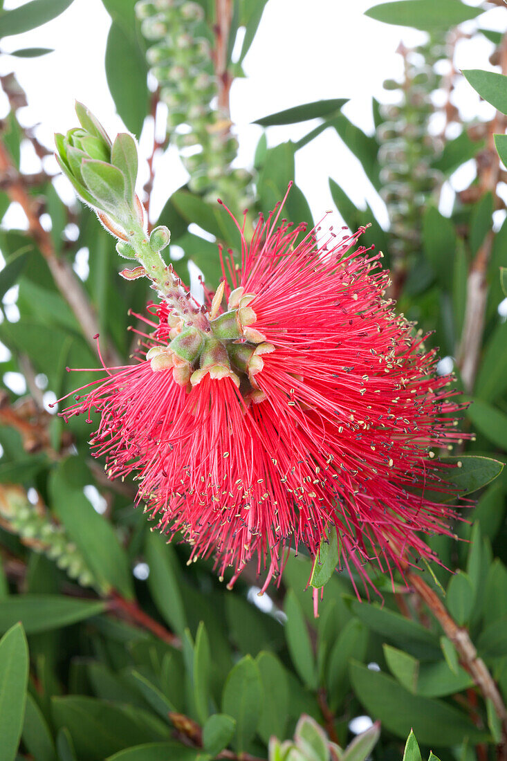 Callistemon laevis