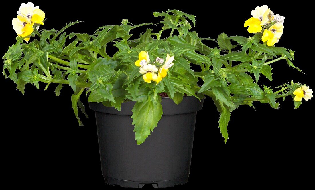 Nemesia 'SUNSATIA'