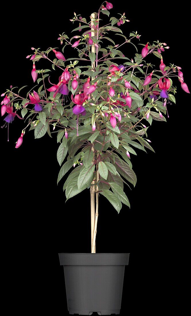 Fuchsia, stem