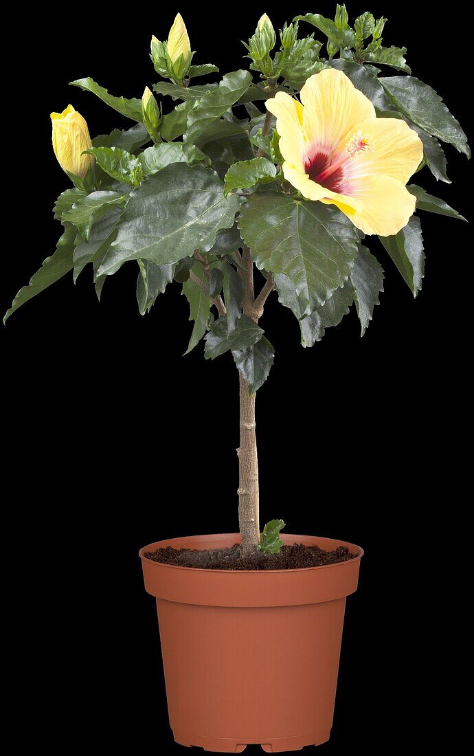 Hibiscus rosa-sinensis, Stamm