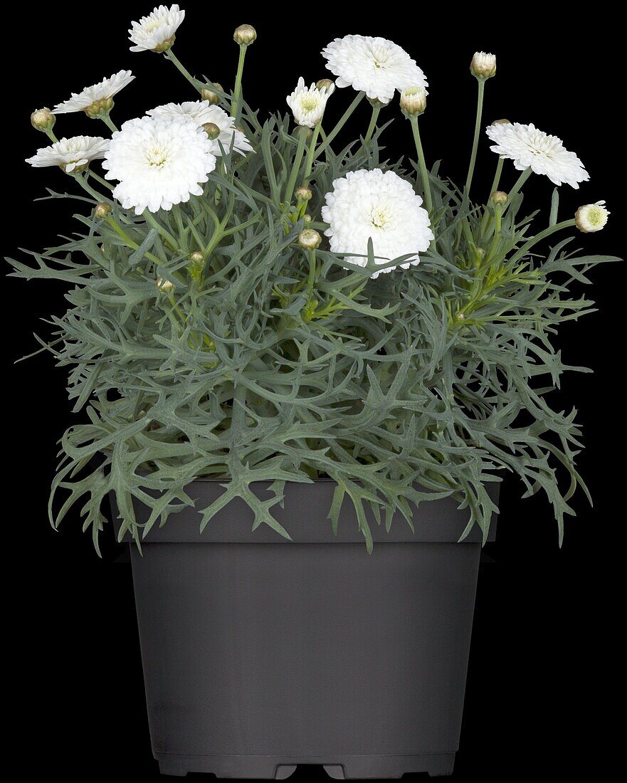 Argyranthemum