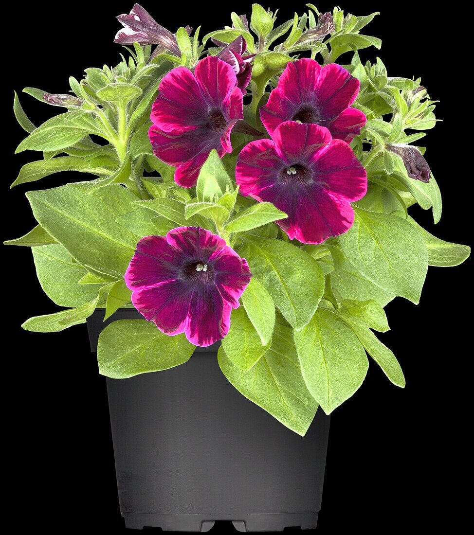 Petunia 'Sweetunia Johnny Flame' Petunia