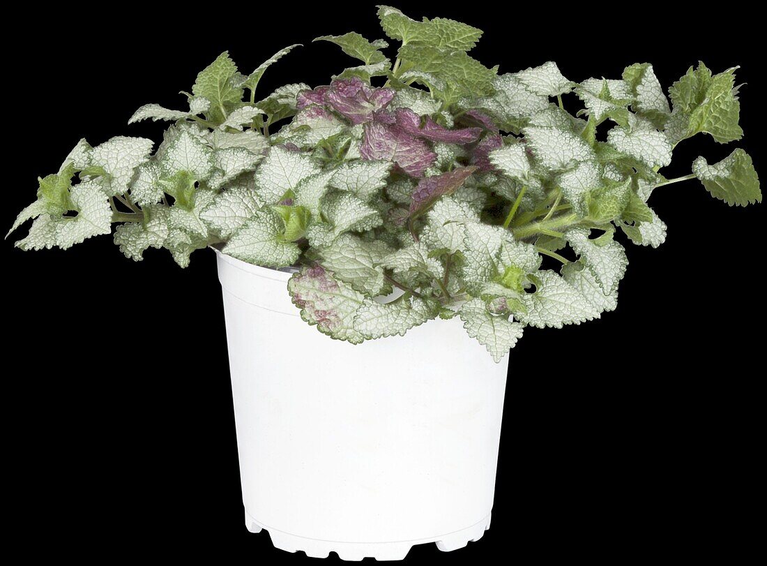 Lamium maculatum 'White Nancy'