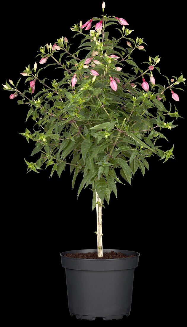 Fuchsia, stem