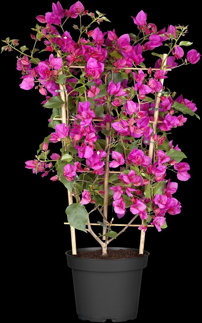 Bougainvillea, trellis trellis