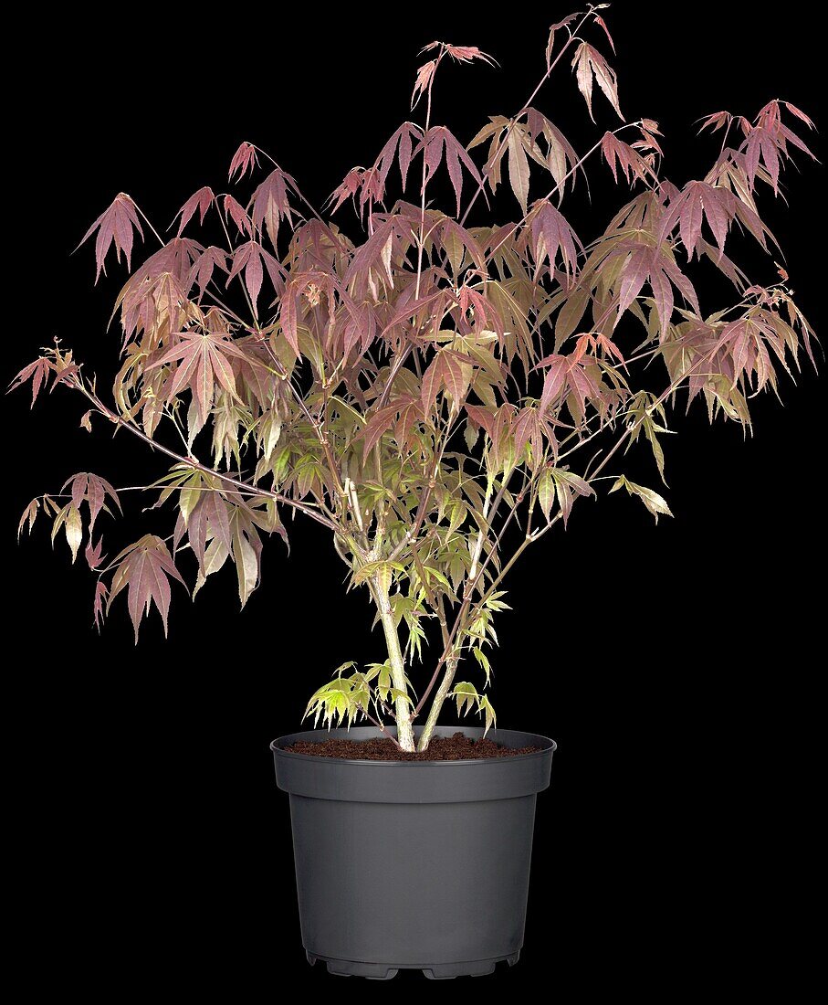 Acer palmatum 'Atropurpureum