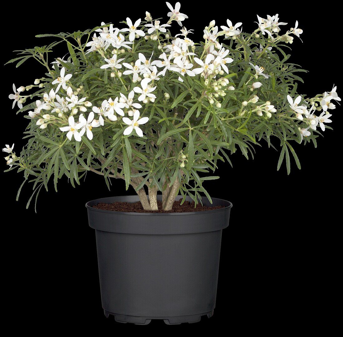 Choisya ternata 'White Dazzler'