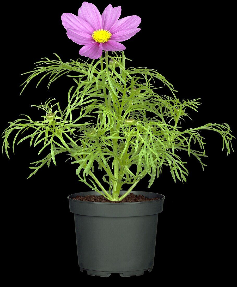 Cosmos bipinnatus pink