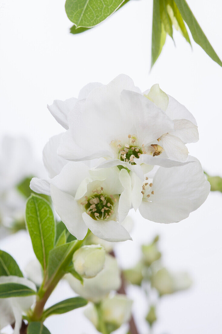 Exochorda racemosa 'Niagara'